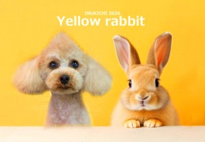 うさぎ -高橋ましゃる